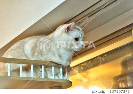 飼い猫 飼い猫 137397376