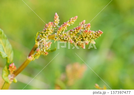 スイバの蕾 137397477