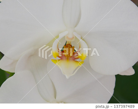 白い胡蝶蘭の花のクローズアップ 白い胡蝶蘭の花のクローズアップ 137397489