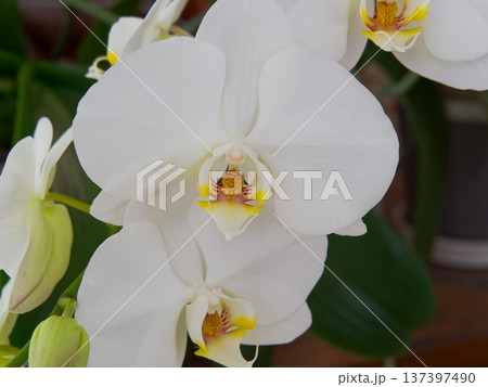白い胡蝶蘭の花が咲く観葉植物 137397490