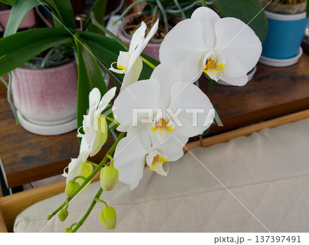 胡蝶蘭,コチョウラン,蘭,ラン,orchid,phalaenopsis,白い花,花,植物,観葉植物, 137397491