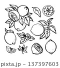 Hand-drawn vector lemon set. Lemon line art. 137397603