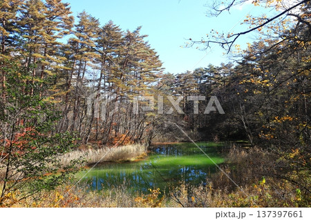 裏磐梯五色沼 紅葉 赤沼 裏磐梯五色沼 紅葉 赤沼 137397661