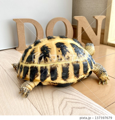 自分の名前をみつめるロシアリクガメの後ろ姿 137397679