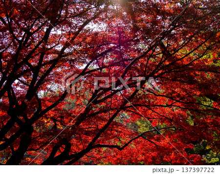 赤の紅葉 137397722