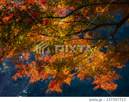 カラフルな紅葉 137397723