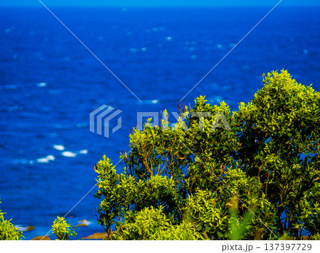 木と海 木と海 137397729