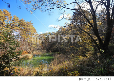 裏磐梯五色沼 赤沼の紅葉 裏磐梯五色沼 赤沼の紅葉 137397741