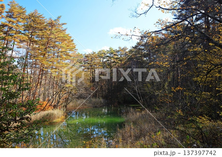 裏磐梯五色沼 赤沼の紅葉 裏磐梯五色沼 赤沼の紅葉 137397742