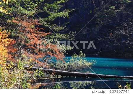 裏磐梯五色沼　毘沙門沼の紅葉 137397744