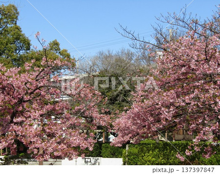 満開の稲毛海岸駅前河津桜 満開の稲毛海岸駅前河津桜 137397847