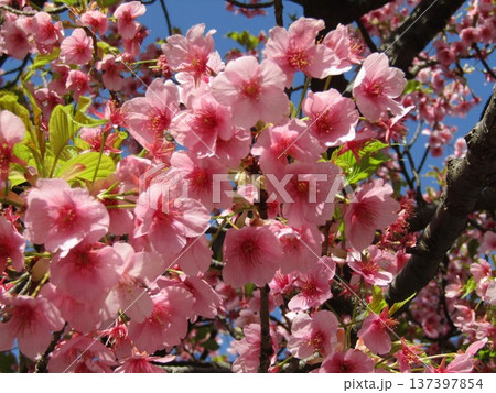 満開の稲毛海岸駅前河津桜 満開の稲毛海岸駅前河津桜 137397854