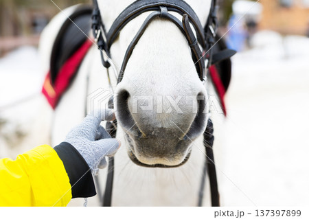 Peaceful scene of horse being cared for. Tranquil moment where groom tends to horse gently Peaceful scene of horse being cared for. Tranquil moment where groom tends to horse gently 137397899
