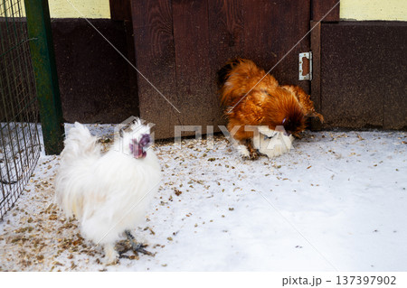 Silkie birds in snowy setting. White and brown Silkies roosting calmly near farm entrance 137397902
