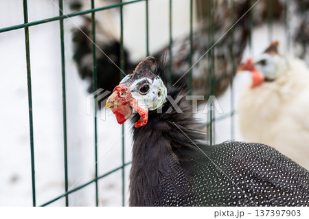 Vigilant guineafowl captured in sharp focus with detailed plumage and farm backdrop 137397903
