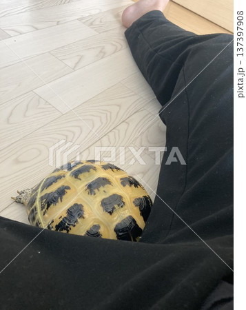 股間にもぐるロシアリクガメ 137397908