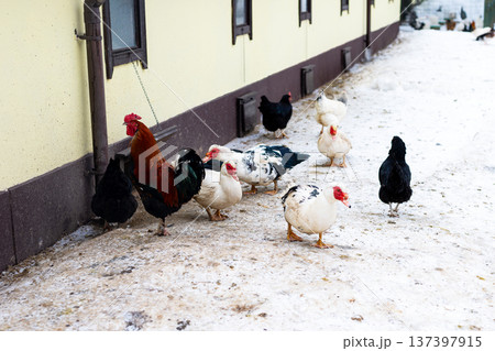 Diverse group of poultry engaged in foraging and scratching outside farmhouse in winter Diverse group of poultry engaged in foraging and scratching outside farmhouse in winter 137397915