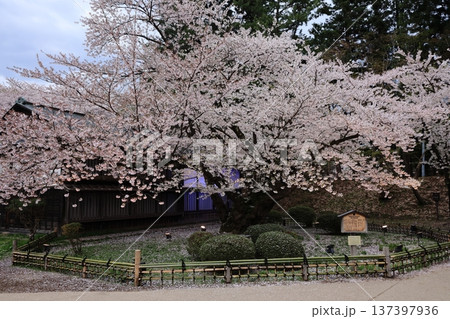 弘前市指定の古木名木・日本最古級の桜 弘前市指定の古木名木・日本最古級の桜 137397936