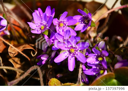 紫色のユキワリソウの花 紫色のユキワリソウの花 137397996