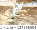 飛び立つ白鳥 137398004