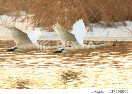 水面を飛ぶ白鳥 水面を飛ぶ白鳥 137398005