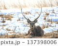 雪原のエゾシカ 137398006