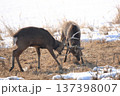 角を突きあうエゾシカ 137398007