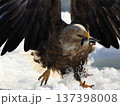魚をくわえるオジロワシ 137398008