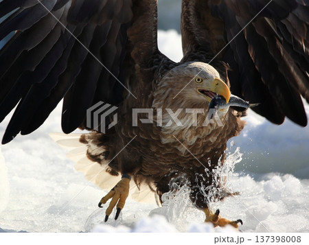 魚をくわえるオジロワシ 137398008