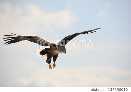 空を飛ぶオジロワシ 137398010