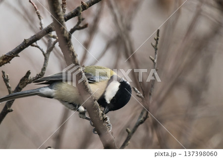 枝にとまるシジュウカラ 137398060