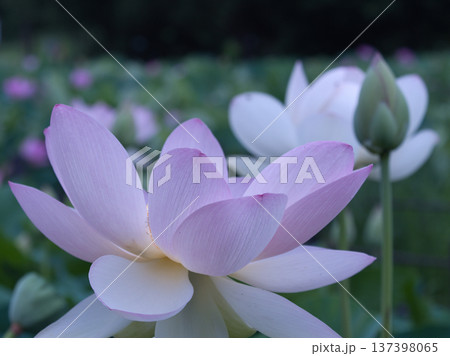 白い蓮の花 白い蓮の花 137398065