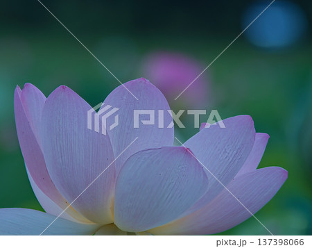 蓮の花のある風景 137398066