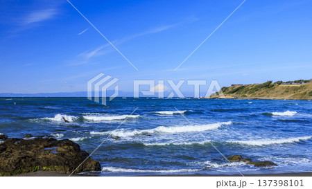 三浦半島の和田長浜の春 137398101