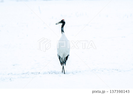 雪が降る日のポーズ 雪が降る日のポーズ 137398143