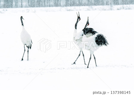 雪が降る日の鳴き合い 137398145