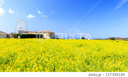 ソレイユの丘の菜の花畑と富士山 ソレイユの丘の菜の花畑と富士山 137398189