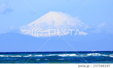 三浦半島の和田長浜の春 137398197