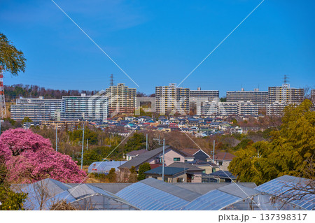 河津桜と東京都稲城市の眺望(坂浜,長峰2丁目,3丁目など) 137398317