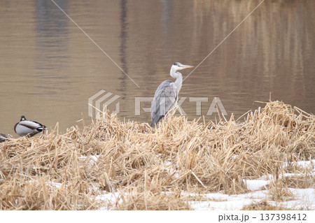 アオサギ　青鷺　蒼鷺　Ardea cinerea　北海道の野鳥 137398412