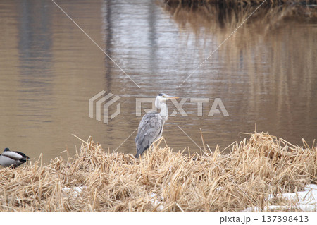 アオサギ 青鷺 蒼鷺 Ardea cinerea 北海道の野鳥 アオサギ 青鷺 蒼鷺 Ardea cinerea 北海道の野鳥 137398413