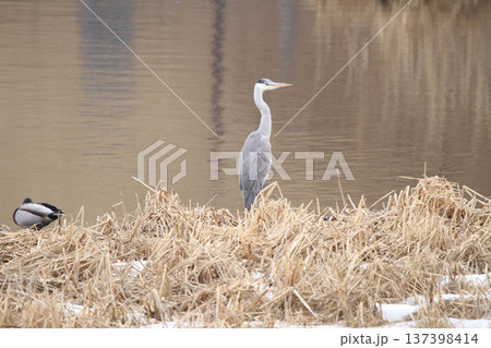 アオサギ　青鷺　蒼鷺　Ardea cinerea　北海道の野鳥 137398414