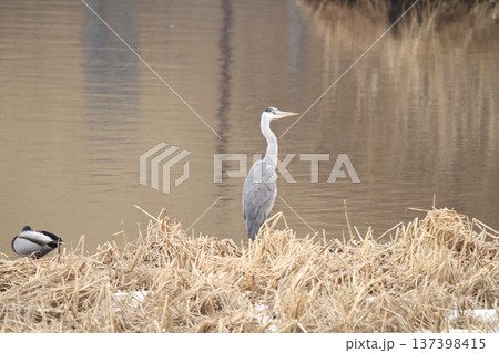 アオサギ 青鷺 蒼鷺 Ardea cinerea 北海道の野鳥 アオサギ 青鷺 蒼鷺 Ardea cinerea 北海道の野鳥 137398415
