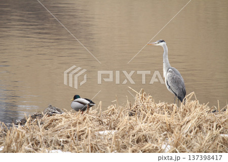アオサギ 青鷺 蒼鷺 Ardea cinerea 北海道の野鳥 アオサギ 青鷺 蒼鷺 Ardea cinerea 北海道の野鳥 137398417