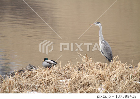 アオサギ 青鷺 蒼鷺 Ardea cinerea 北海道の野鳥 アオサギ 青鷺 蒼鷺 Ardea cinerea 北海道の野鳥 137398418