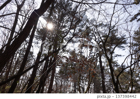 森に差し込む太陽。冬の景色 森に差し込む太陽。冬の景色 137398442