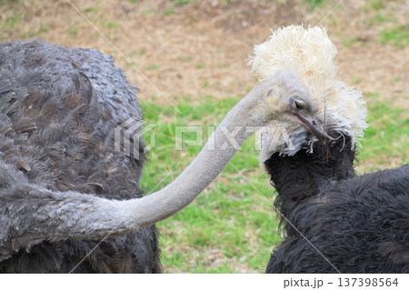 オスの羽根を抜くメスのダチョウ 137398564