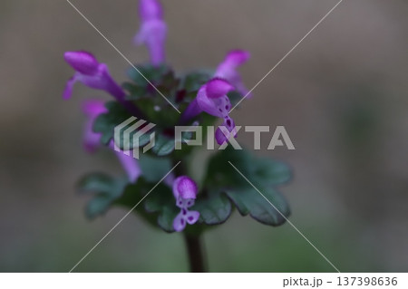 早春の道端に咲くピンク色のホトケノザの花 137398636