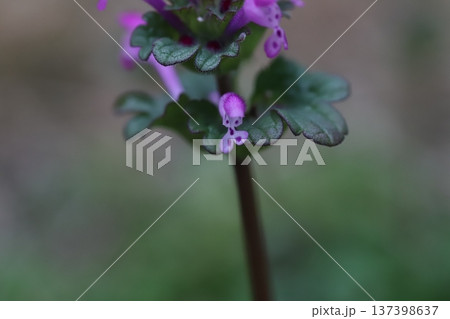 早春の道端に咲くピンク色のホトケノザの花 早春の道端に咲くピンク色のホトケノザの花 137398637