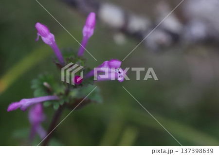 早春の道端に咲くピンク色のホトケノザの花 137398639